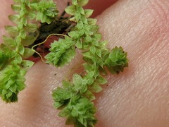 Selaginella eclipes