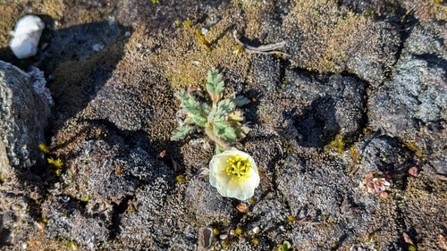 Polar Poppy (Oreomecon dahliana)