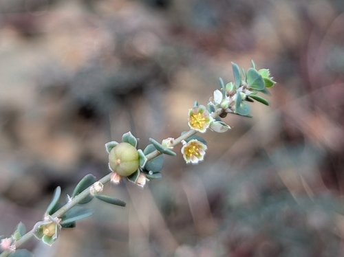 Andrachne telephioides (Andrachne telephioides)