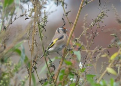 Carduelis carduelis