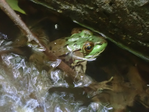 Green Frog