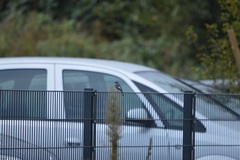 Phoenicurus ochruros