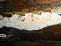 Skeletocutis amorpha