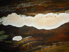 Skeletocutis amorpha