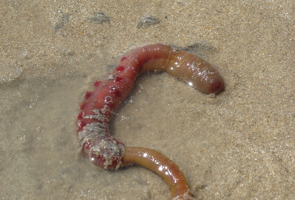 Blow Lugworm, photo 1 of 10