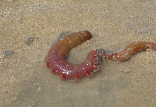 Blow Lugworm, photo 2 of 10