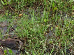 Alopecurus carolinianus