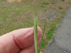 Alopecurus carolinianus