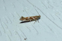 Aristotelia fungivorella