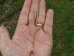 Alopecurus carolinianus