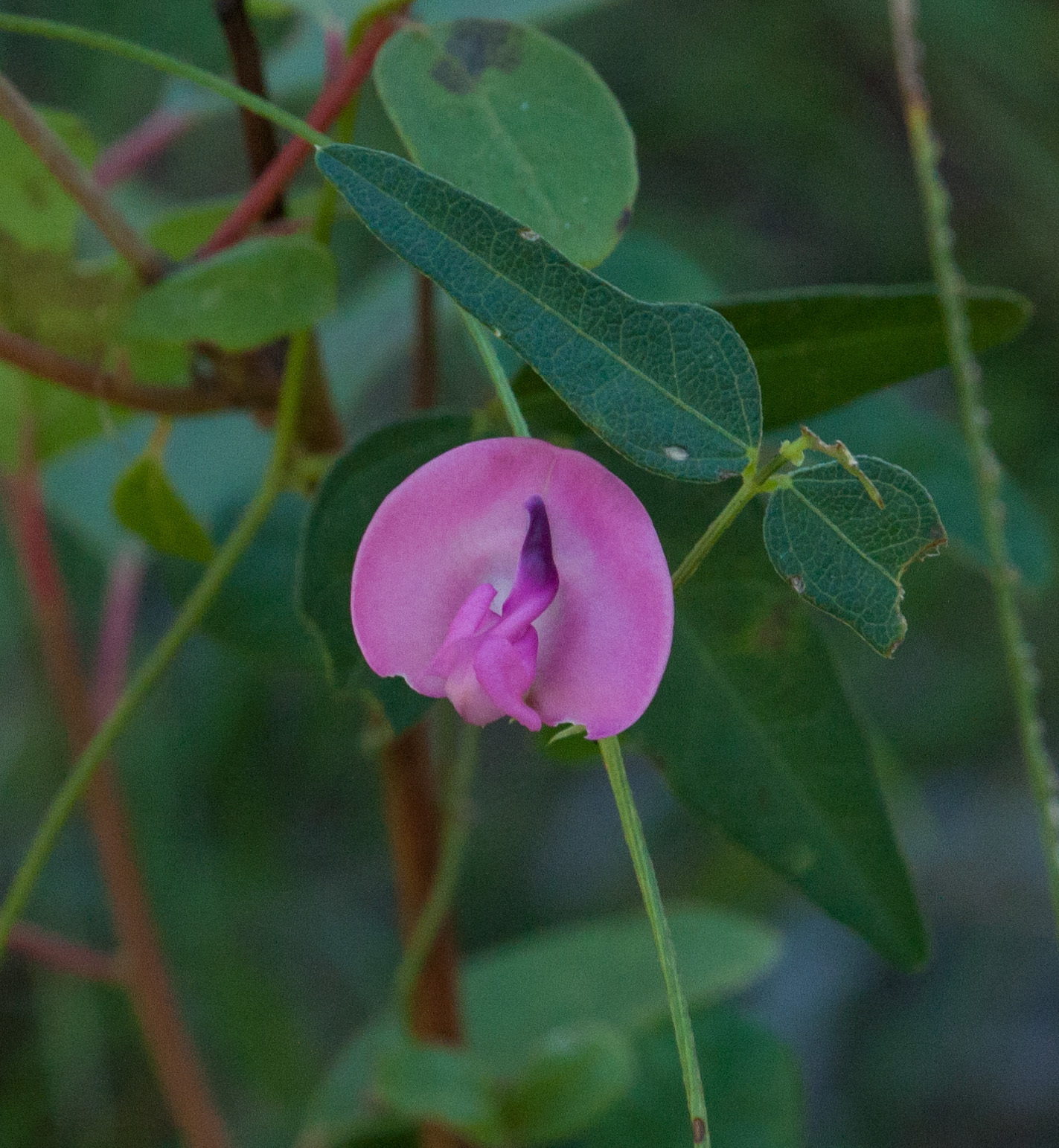 Strophostyles umbellata