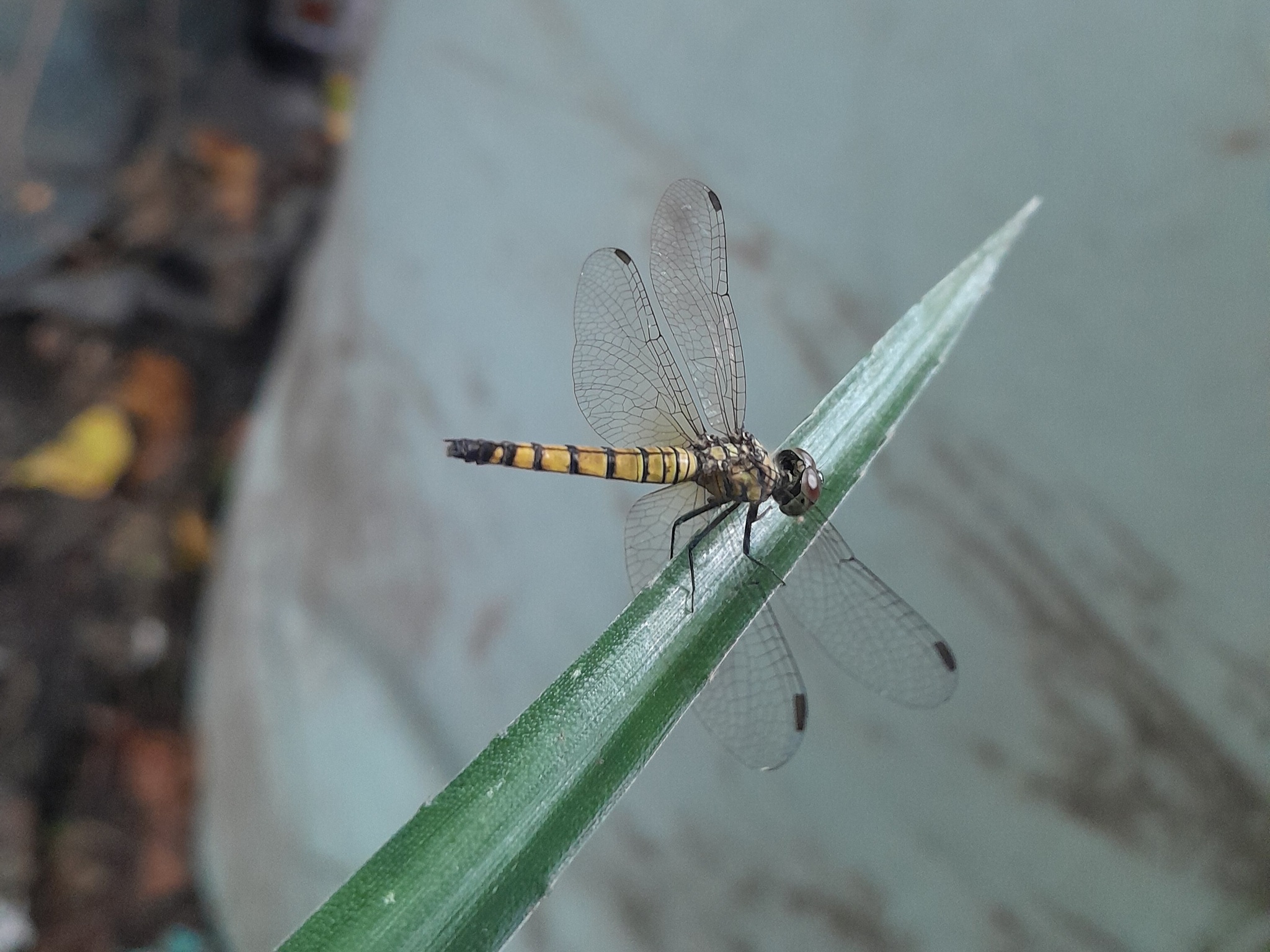 Black-Tailed Dasher