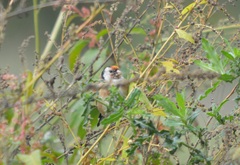 Carduelis carduelis