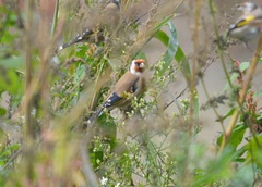 Carduelis carduelis