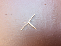 Hellinsia homodactylus