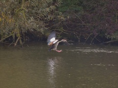 Alopochen aegyptiaca