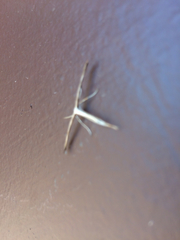 Hellinsia homodactylus