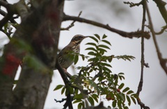 Turdus iliacus