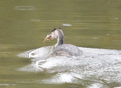 Gymnocephalus cernua