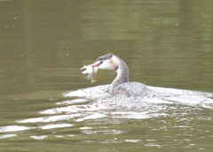 Gymnocephalus cernua