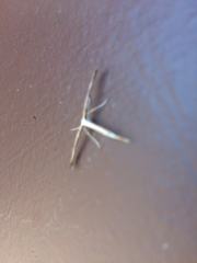 Hellinsia homodactylus