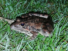 Ptychadena oxyrhynchus