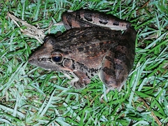 Ptychadena oxyrhynchus