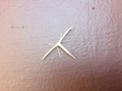 Hellinsia homodactylus