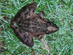 Ptychadena oxyrhynchus