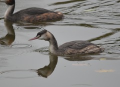 Podiceps cristatus