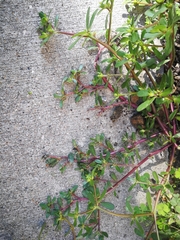 Portulaca oleracea
