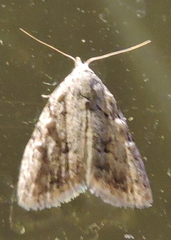 Nola triquetrana