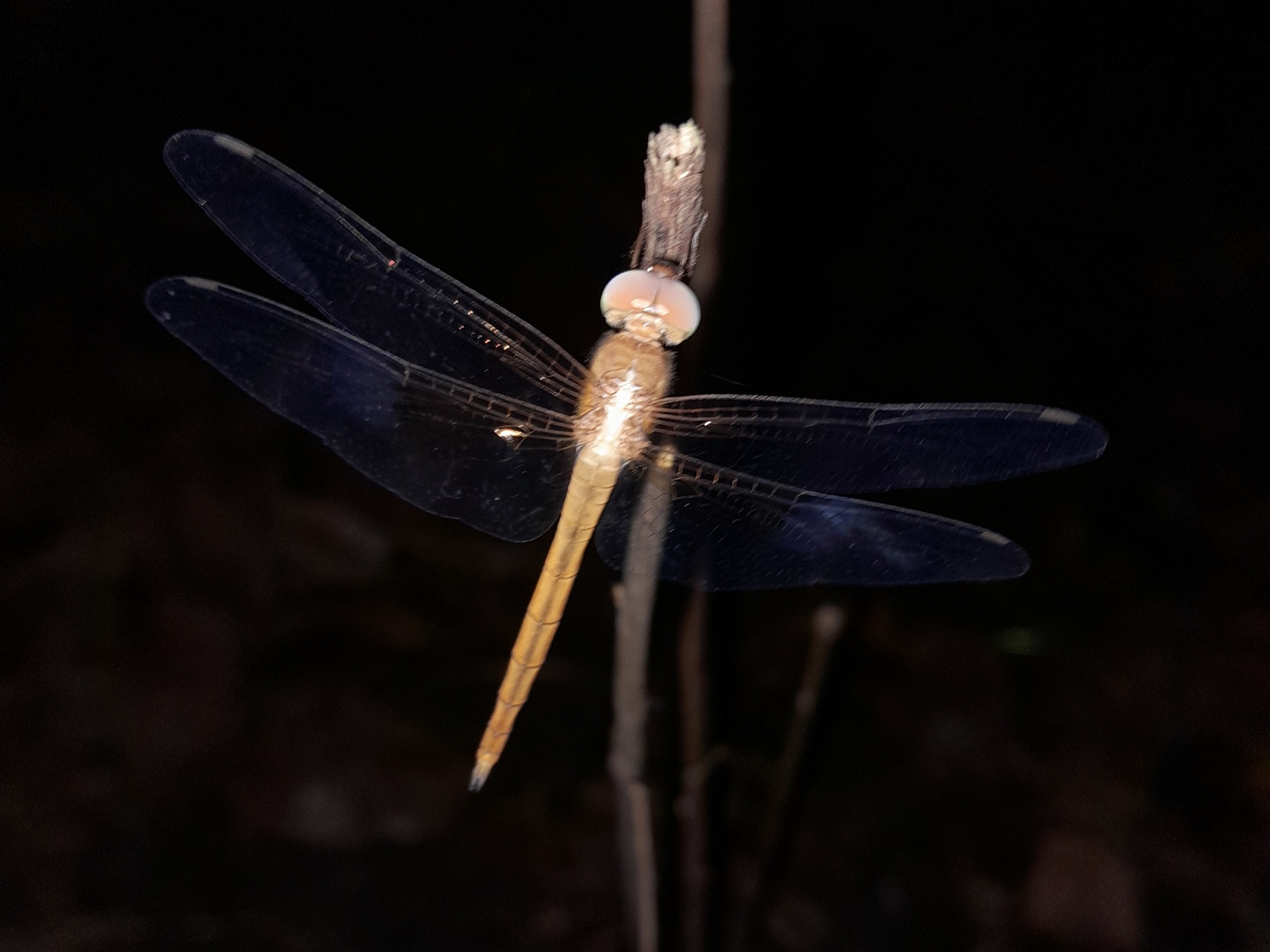 Coral-Tailed Cloudwing