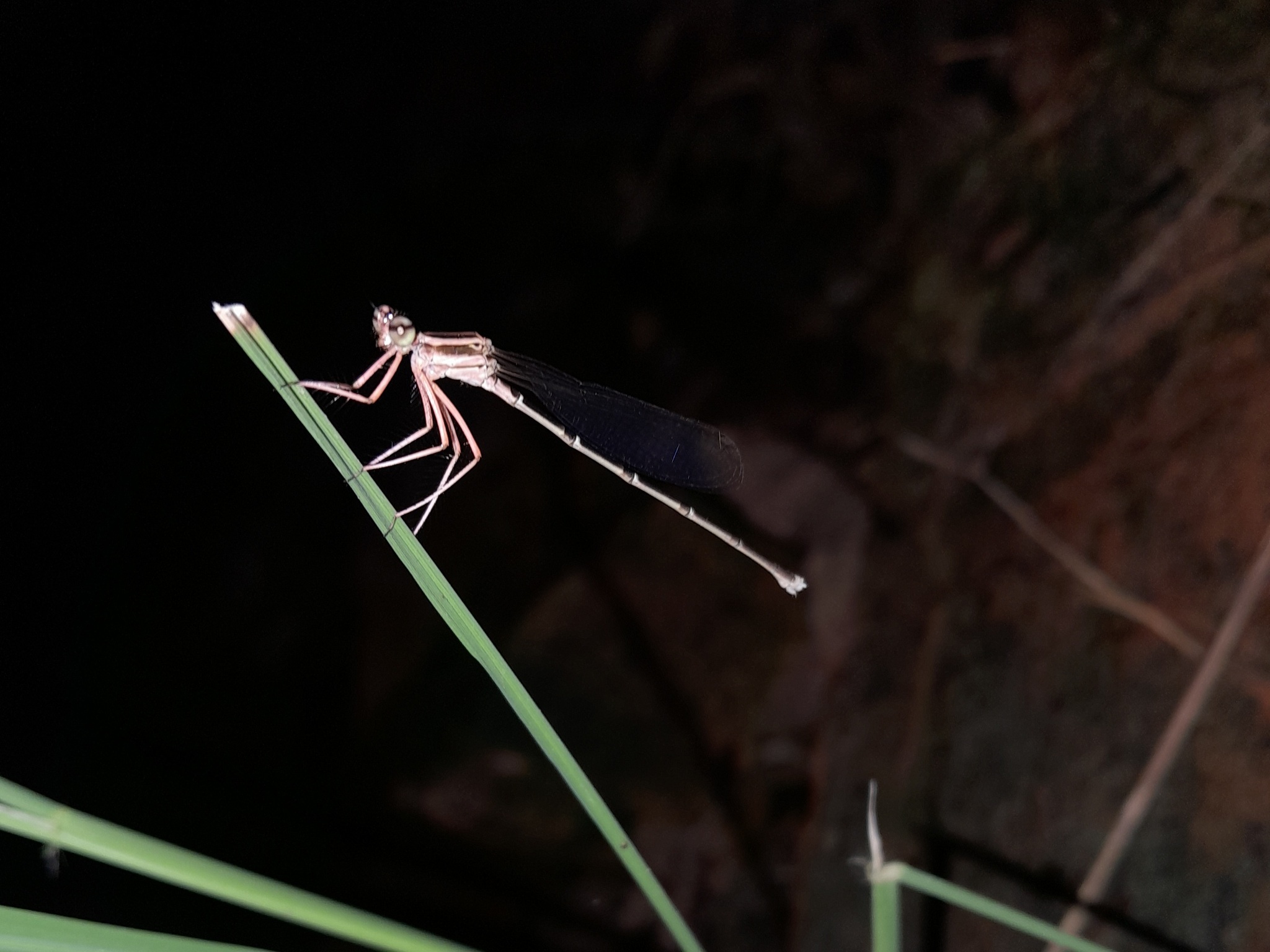 Black-Kneed Featherleg