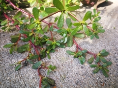 Portulaca oleracea