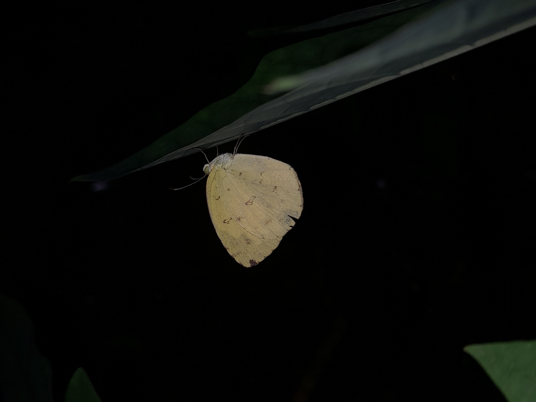 Common Grass Yellow