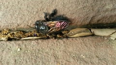 Xylocopa sonorina