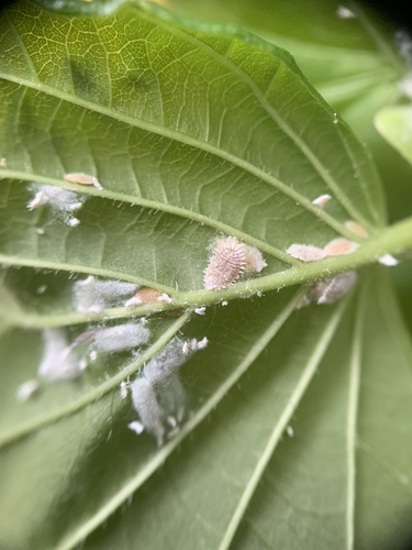 Citrus Mealybug photo 4