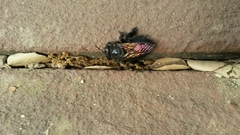 Xylocopa sonorina
