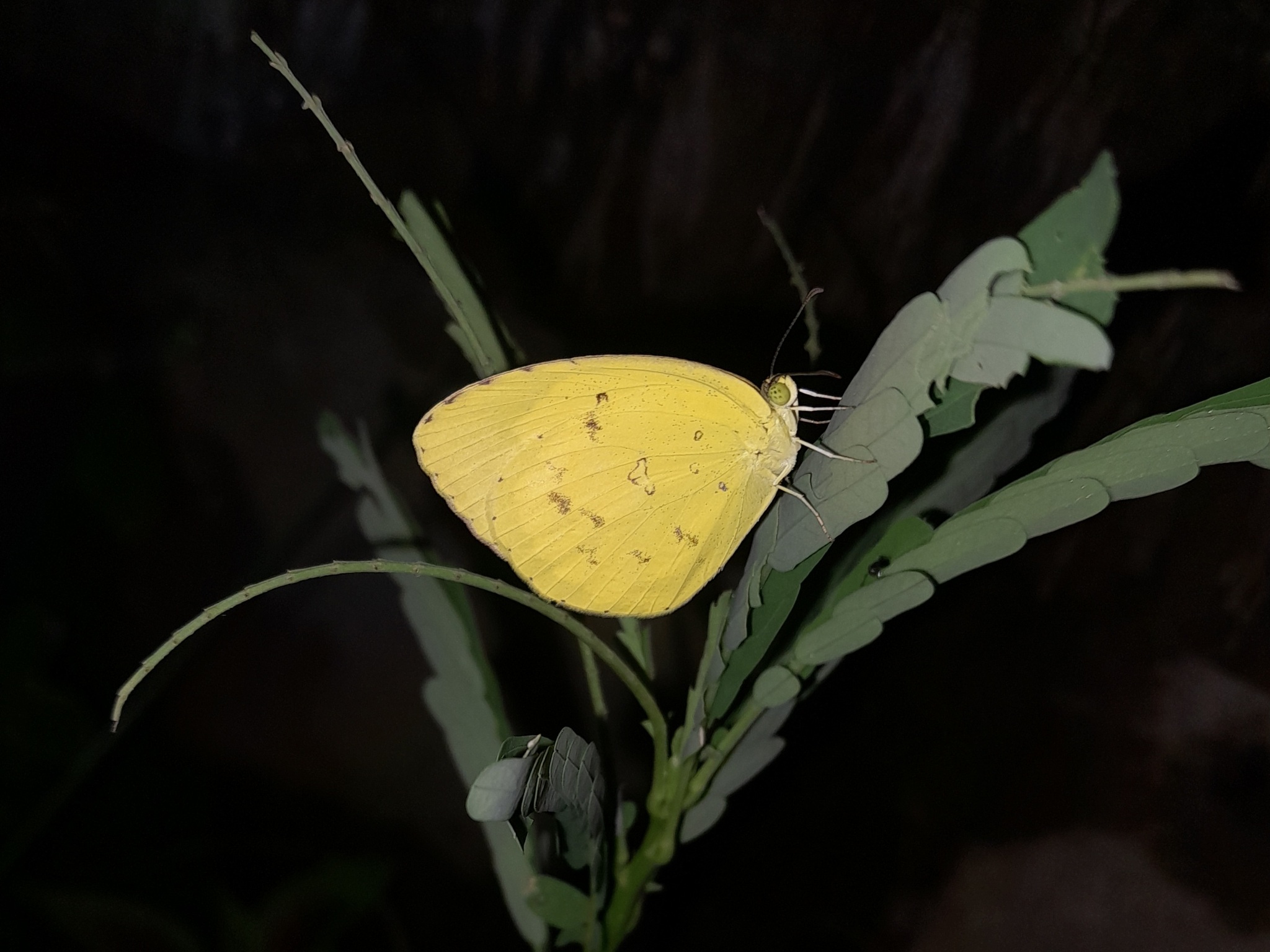 Common Grass Yellow