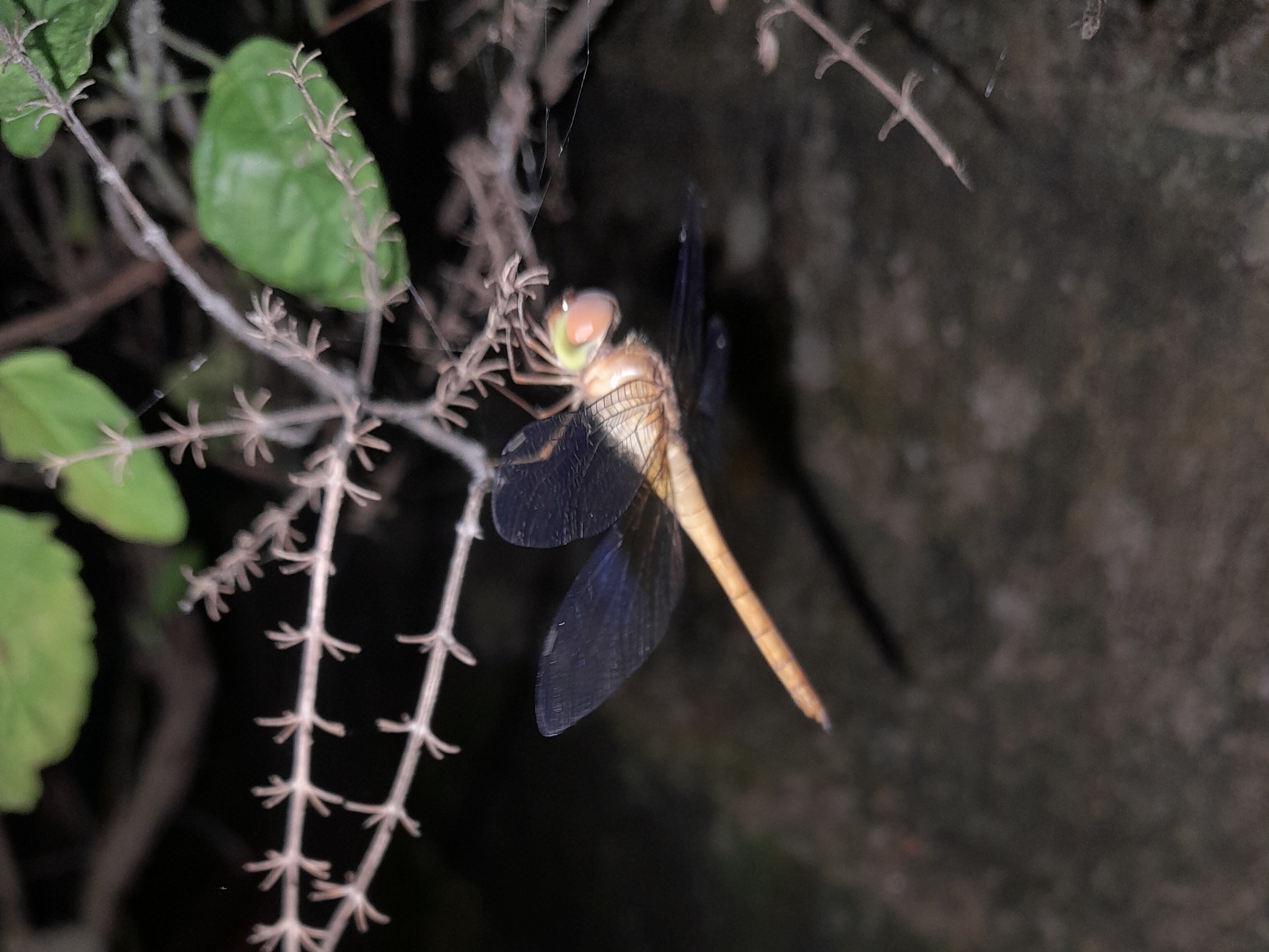 Coral-Tailed Cloudwing