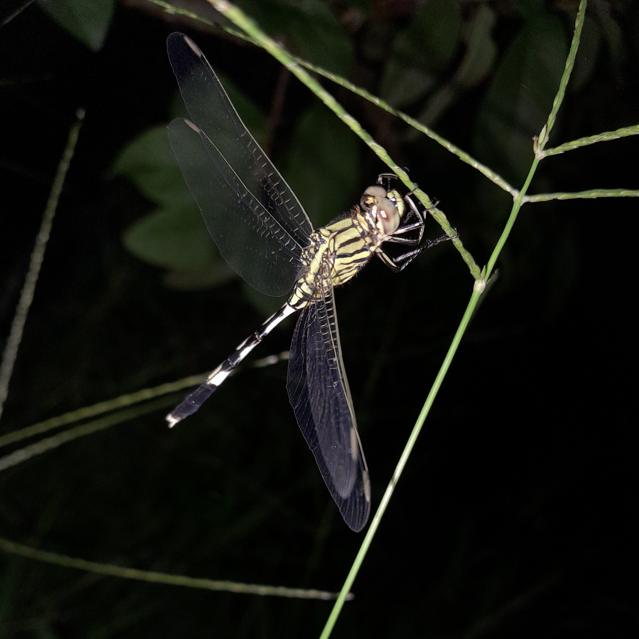 Slender Skimmer