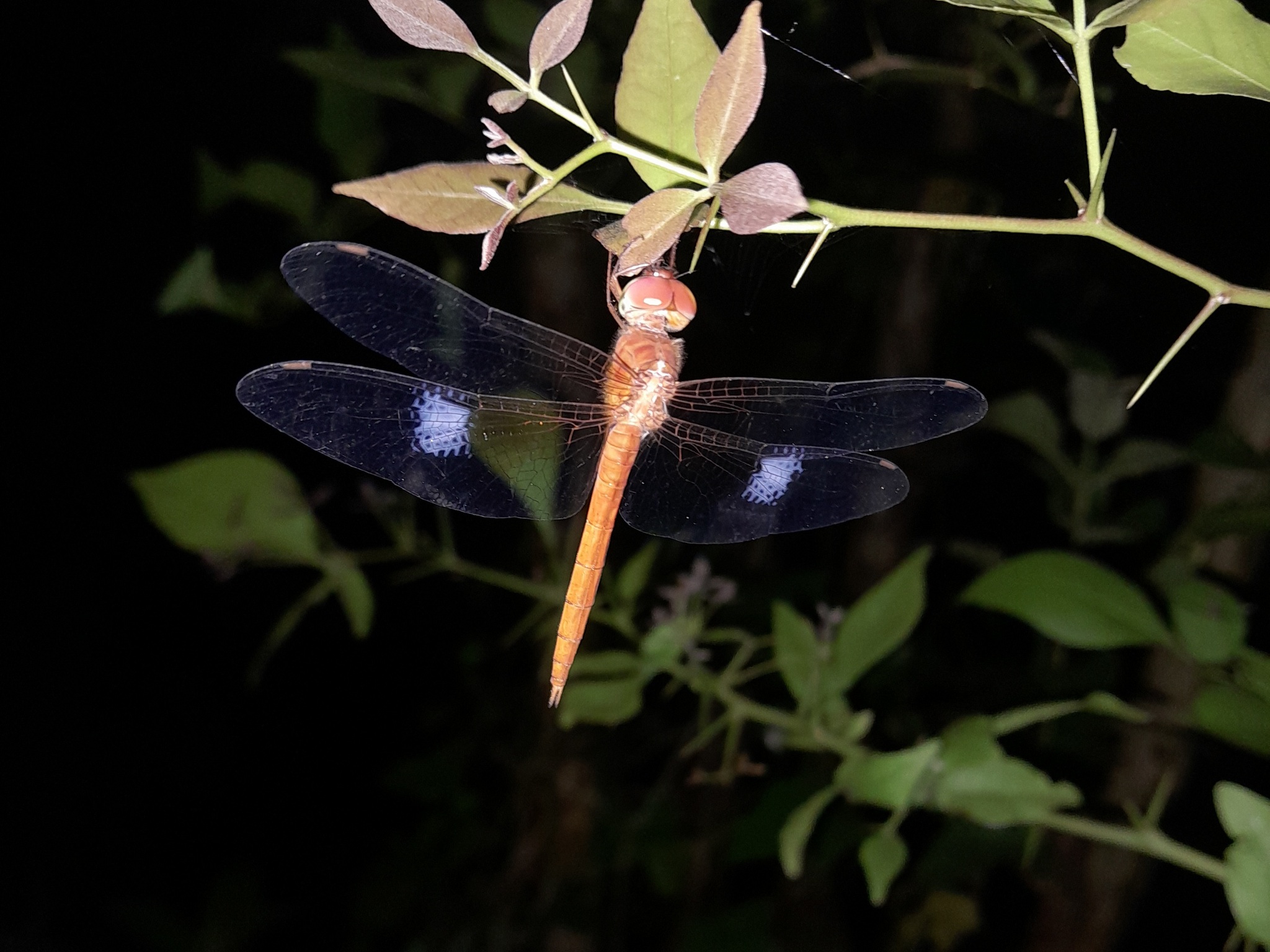 Coral-Tailed Cloudwing