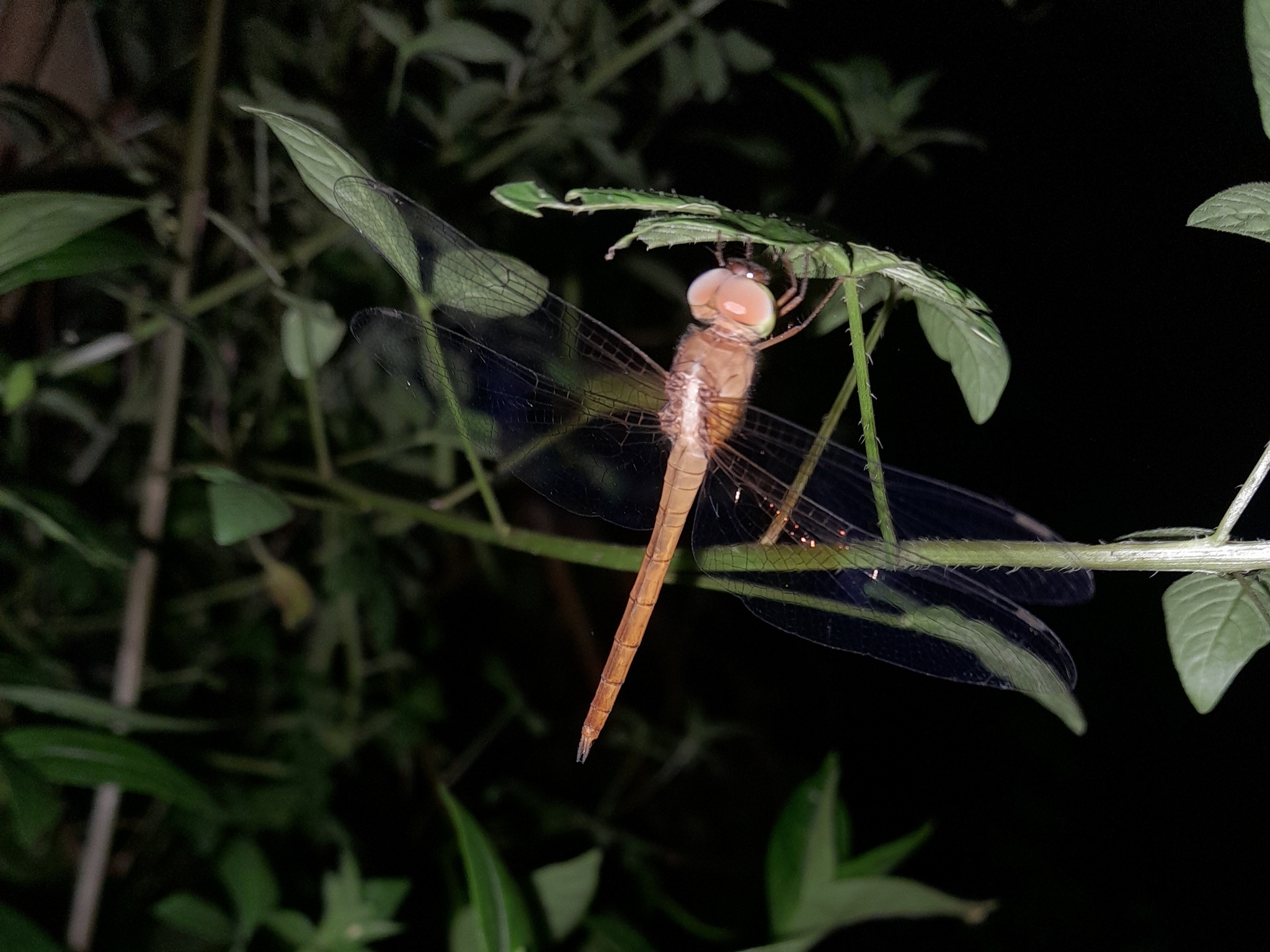 Coral-Tailed Cloudwing