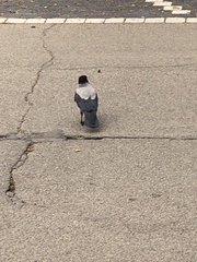 Corvus cornix