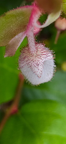 Salal fruiting