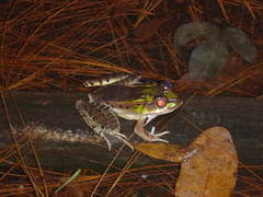 Lithobates lenca