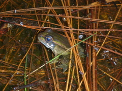 Lithobates lenca