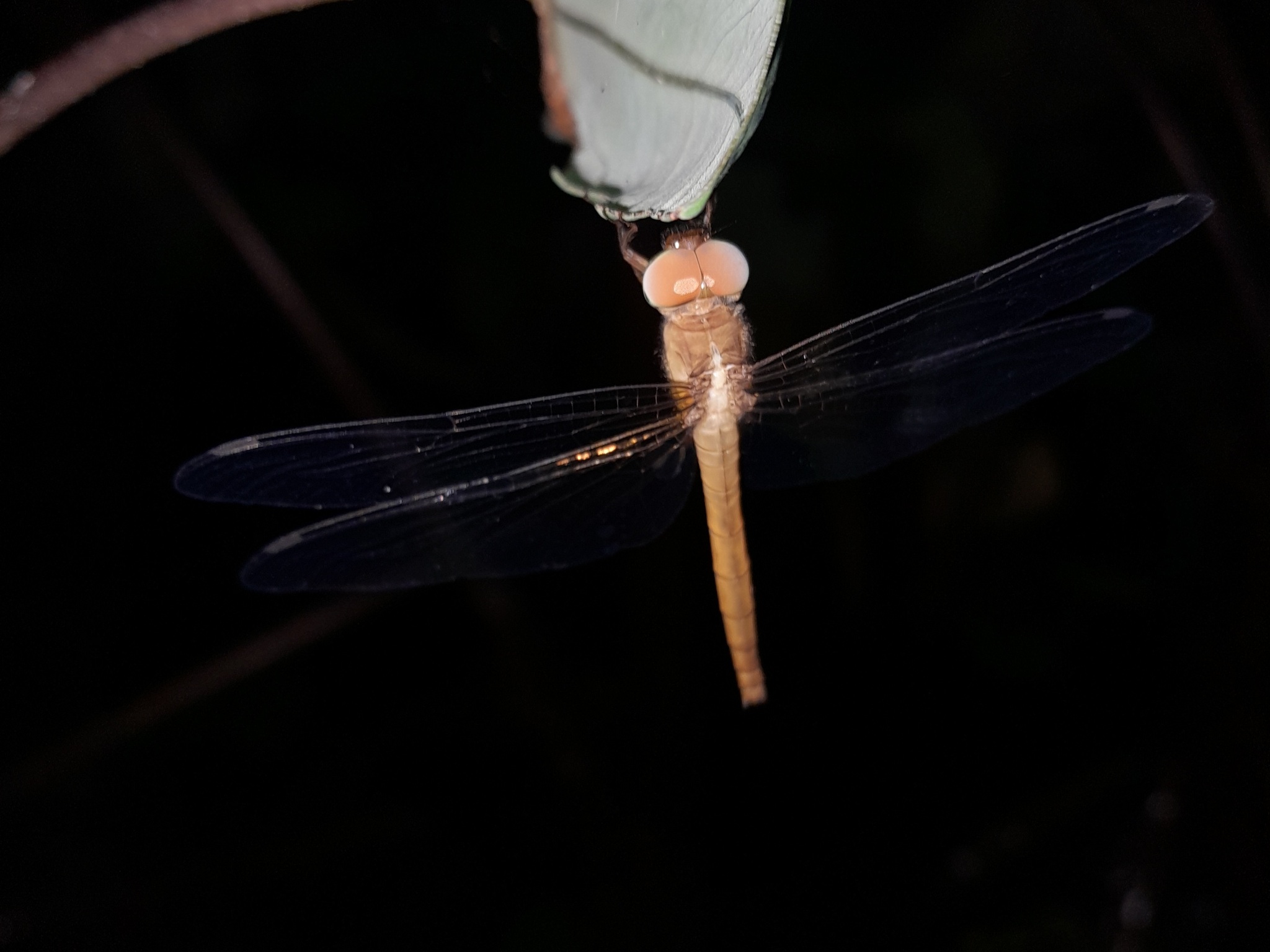 Coral-Tailed Cloudwing