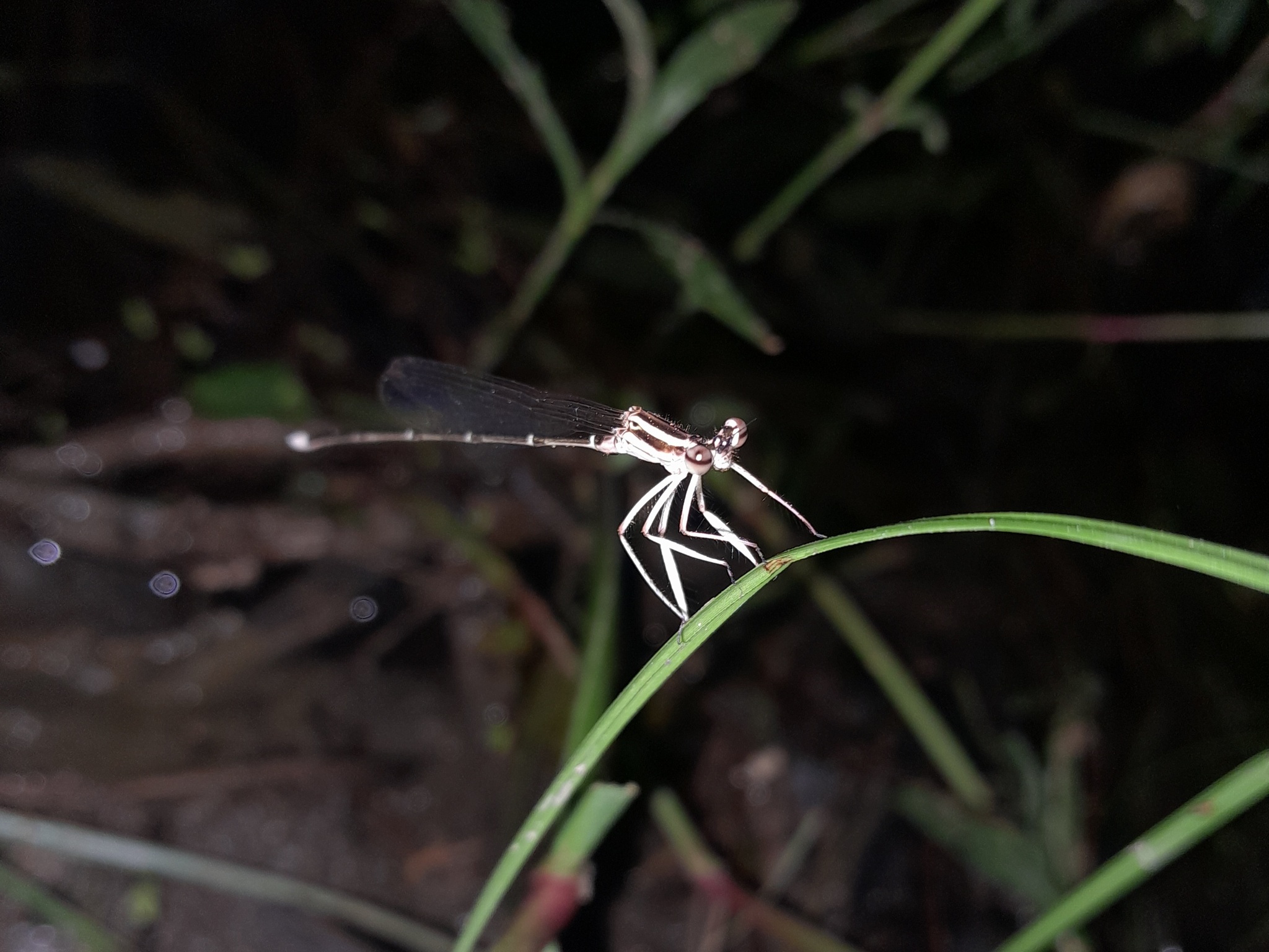 Black-Kneed Featherleg